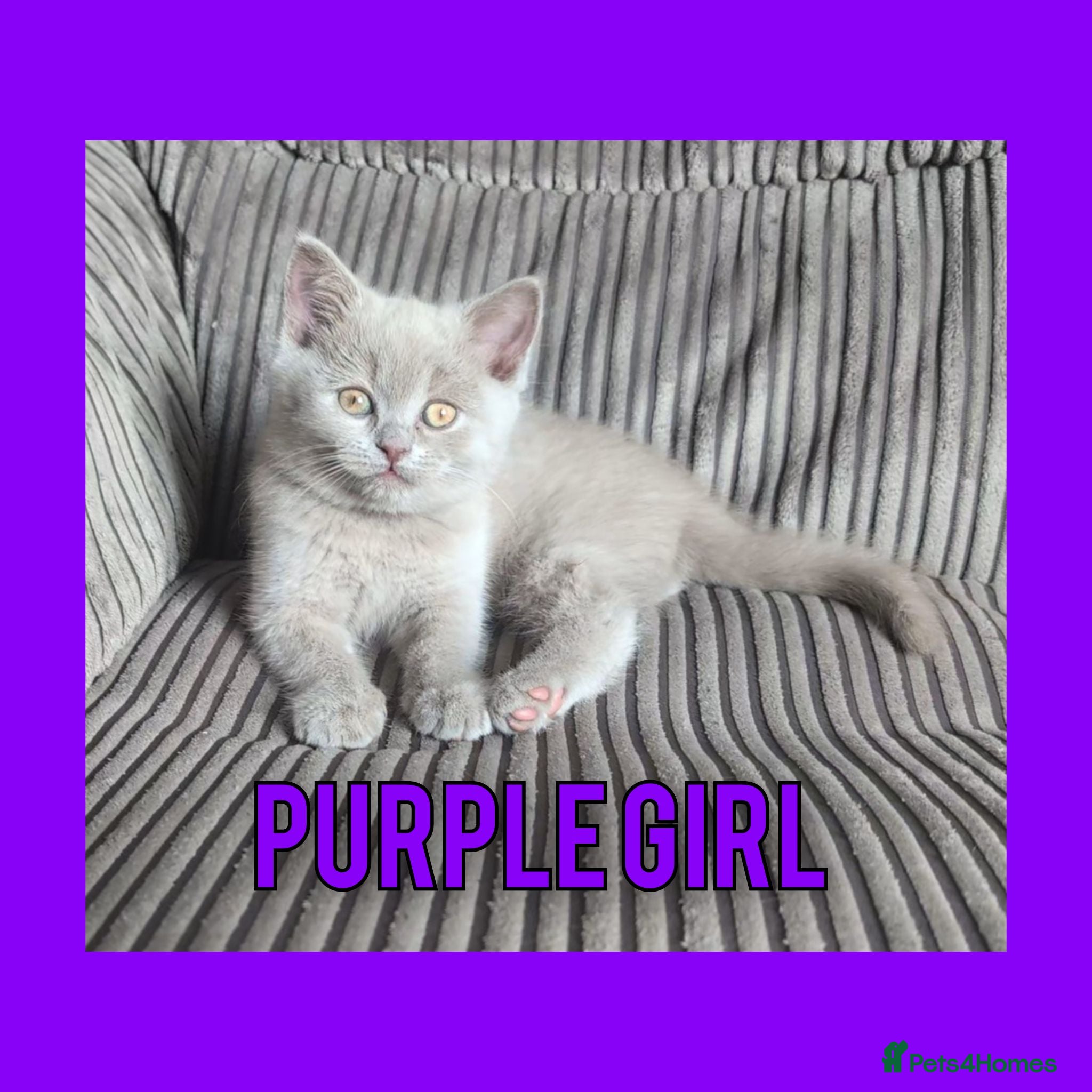 British Shorthair cats Stunning Lilac British Shorthair Kittens For Sale - Advert 2