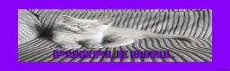 British Shorthair cats for sale: Stunning Lilac British Shorthair Kittens For Sale - Advert 15