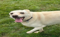 Mixed Breed dogs for adoption: Buddy - Norwich Norfolk  - Image 7