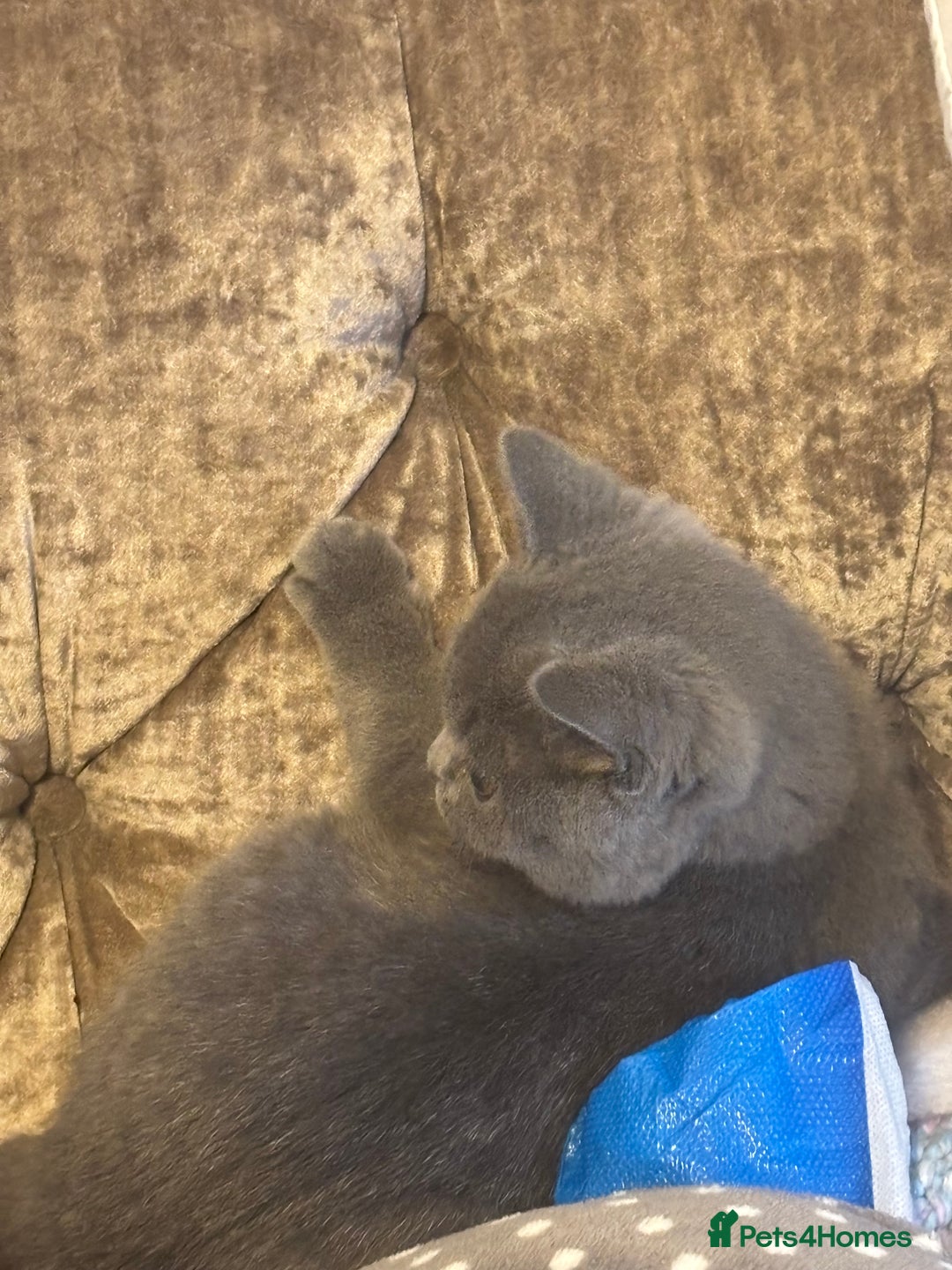 British Shorthair cats for sale: British blue shorthair  - Advert 2