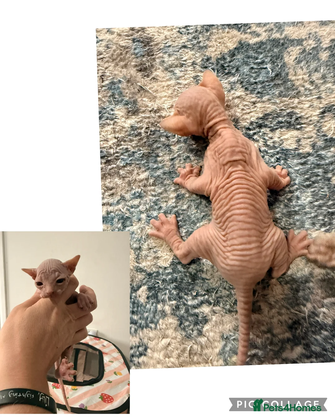 Sphynx cats for sale: Canadian Sphynx kittens - Advert 2
