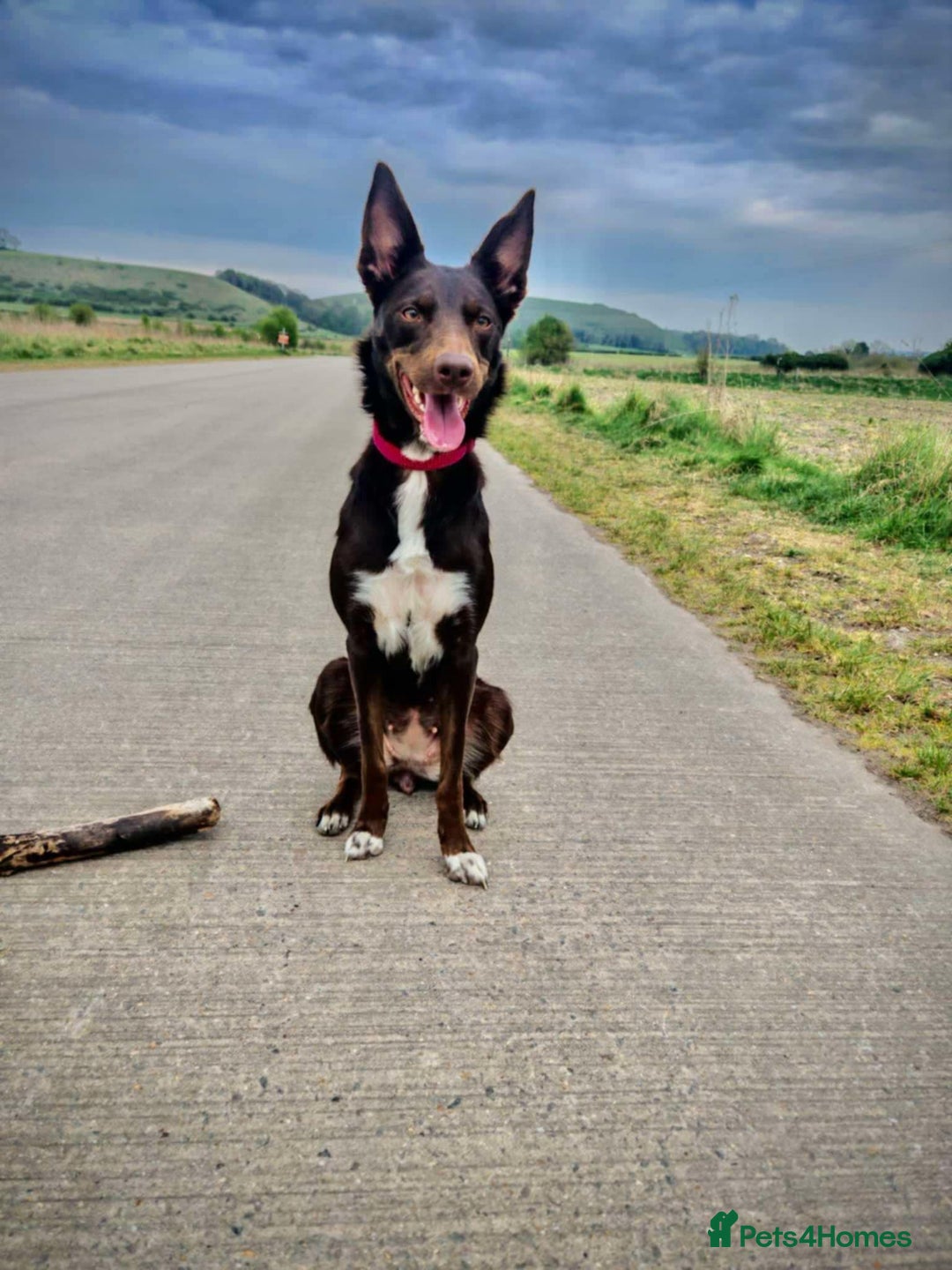 Mixed Breed dogs for sale: Bella  - Image 4