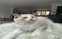 Ragdoll cats for sale: Rare European Chunky ragdolls - Image 9