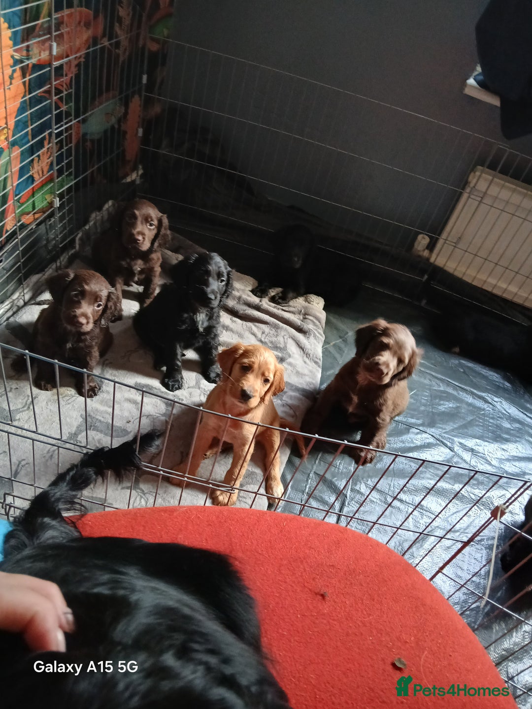 Cocker Spaniel dogs for sale:  Cocker spaniel puppies  - Image 22