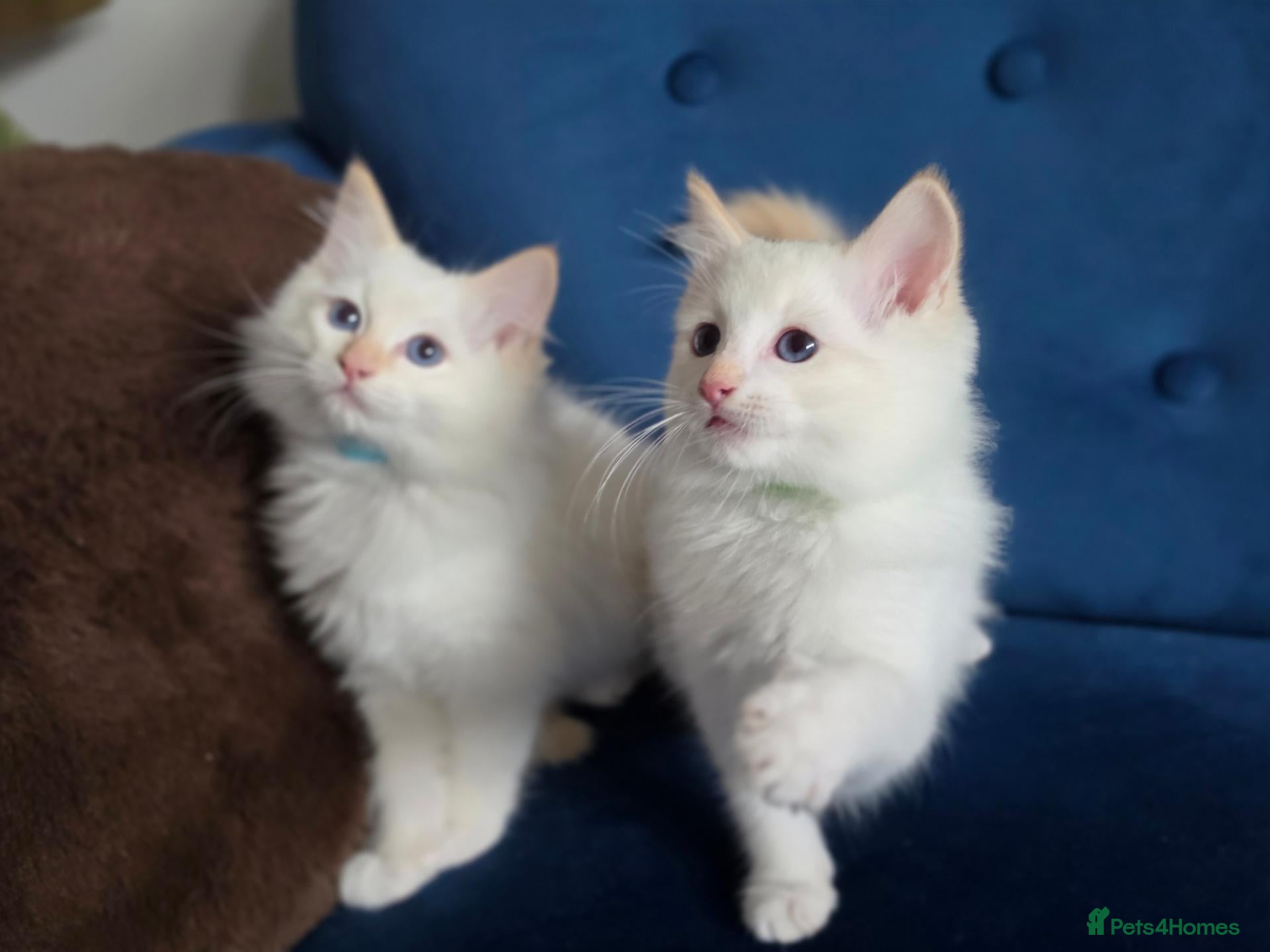 Ragdoll cats GCCF Registered Apricot/Cream boys. - Advert 1
