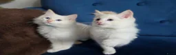 Ragdoll cats for sale: 💙💛GCCF Registered Apricot/Cream boy 💙💛 - Advert 17