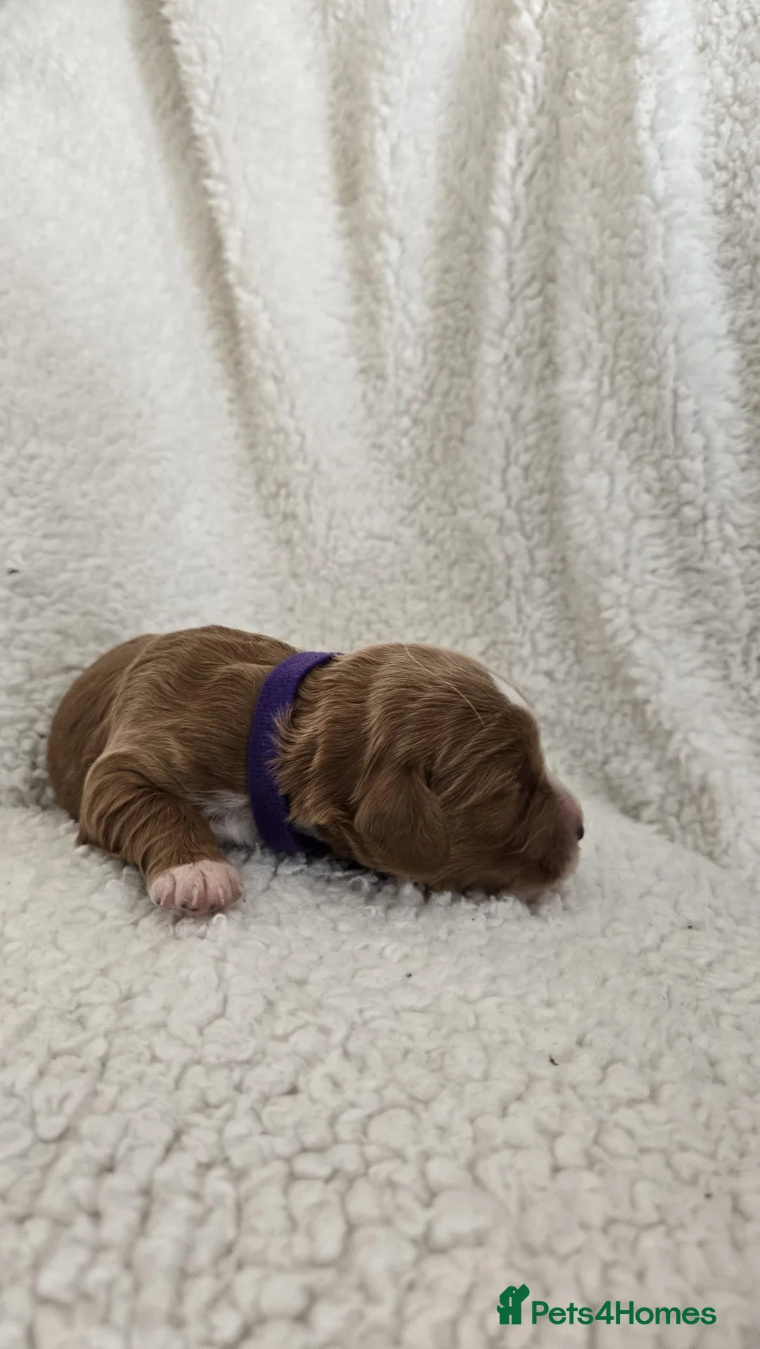 Cockapoo dogs for sale: F1 Cockapoo Puppies For Sale - Advert 40
