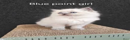 Ragdoll cats for sale: BEAUTIFUL RAGDOLLS KITTENS GCCF REGISTERED  - Advert 6