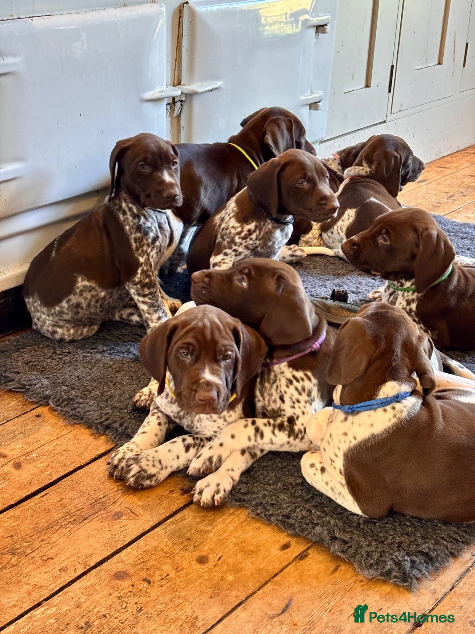 German Shorthaired Pointer dogs Beautiful KC registered GSP pups.   - Advert 2