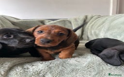 Miniature Dachshund dogs for sale: 3X Male Miniature Dachshunds- READY TO GO - Image 14