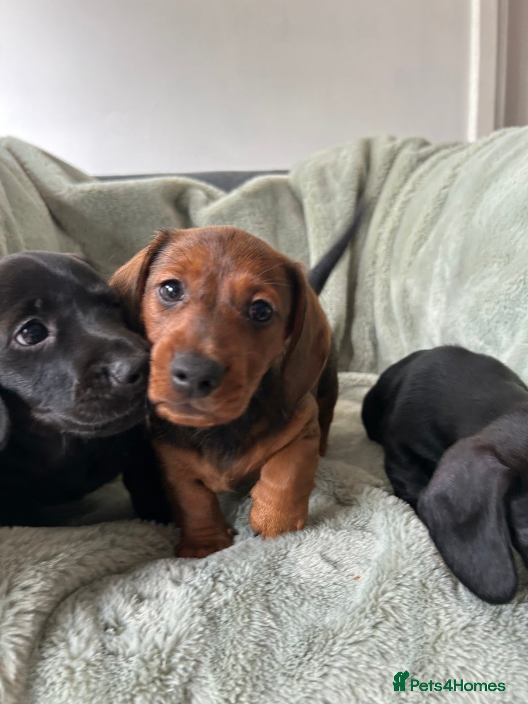Miniature Dachshund dogs for sale: 3X Male Miniature Dachshunds- READY TO GO - Image 14