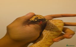 Snake reptiles for sale: CB21 Female Albino Hognose  - Advert 4