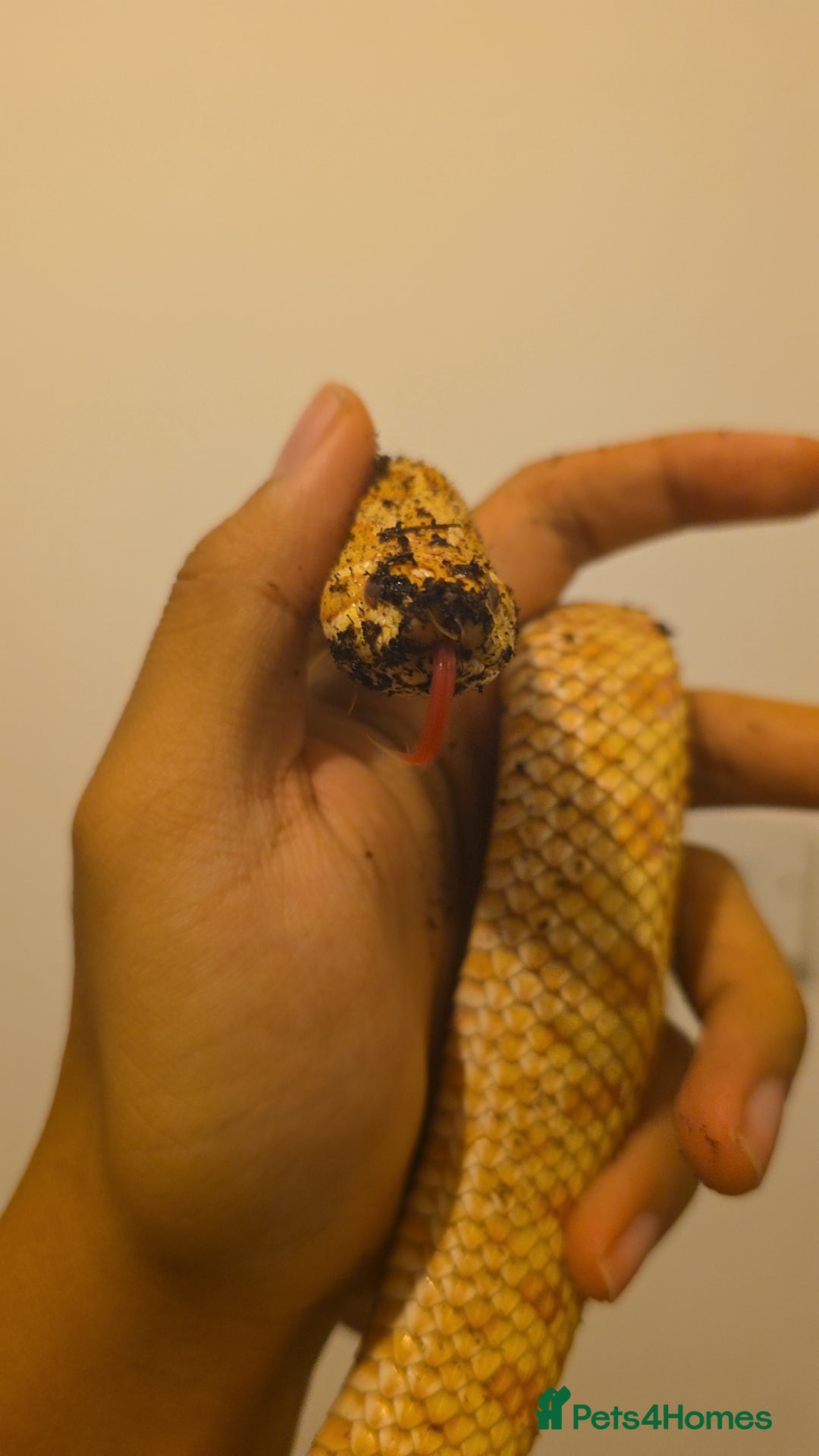 Snake reptiles for sale: CB21 Female Albino Hognose  - Advert 4