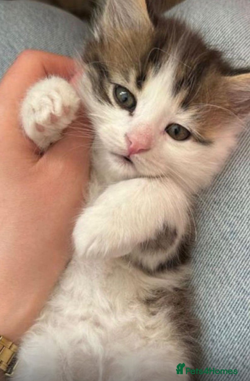 Mixed Breed cats Kitten available now  - Advert 14
