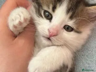 Mixed Breed cats Kitten available now - Advert 9