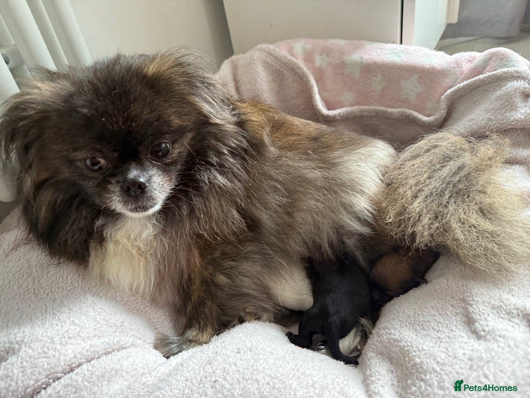 Mixed Breed dogs for sale: Shiranian boy puppies ready now  - Image 16