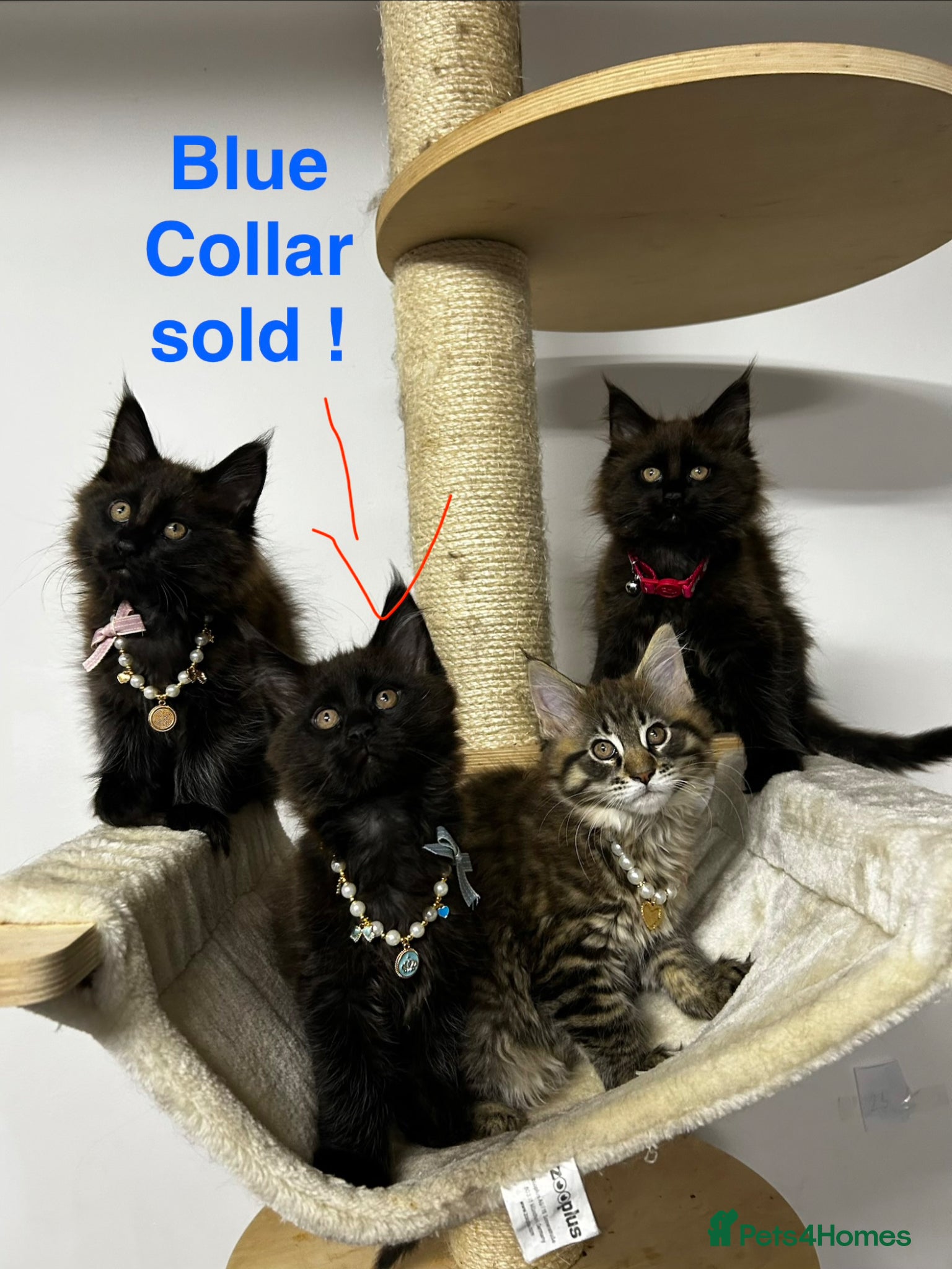 Maine Coon cats TICA Registered Maine Coon Kittens –Health Tested” - Advert 8