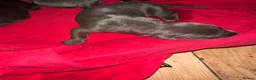 Cane Corso dogs for sale: Canecorso pups for sale - Advert 6