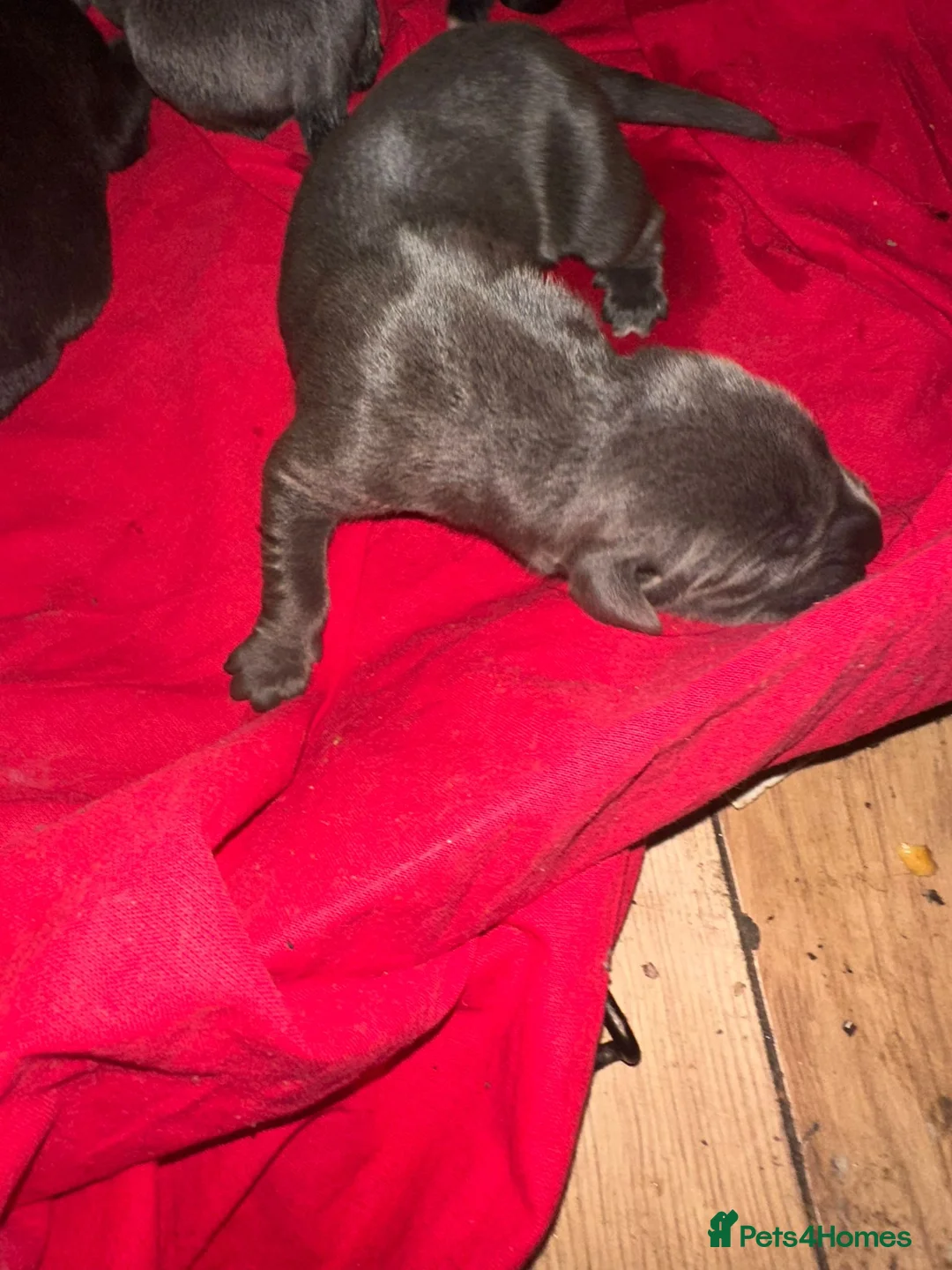 Cane Corso dogs for sale: Canecorso pups for sale - Advert 6