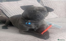 Mixed Breed dogs for sale: 10 month staffy cross with chihuahua  - Image 8