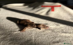 Miniature Dachshund dogs for sale: Waitlist Open! KC Miniature Long Haired Dachshunds - Image 10