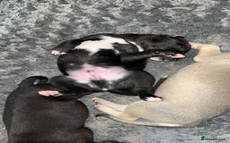 Whippet dogs for sale: 3 Whippets available from 10/09/25 - Image 13