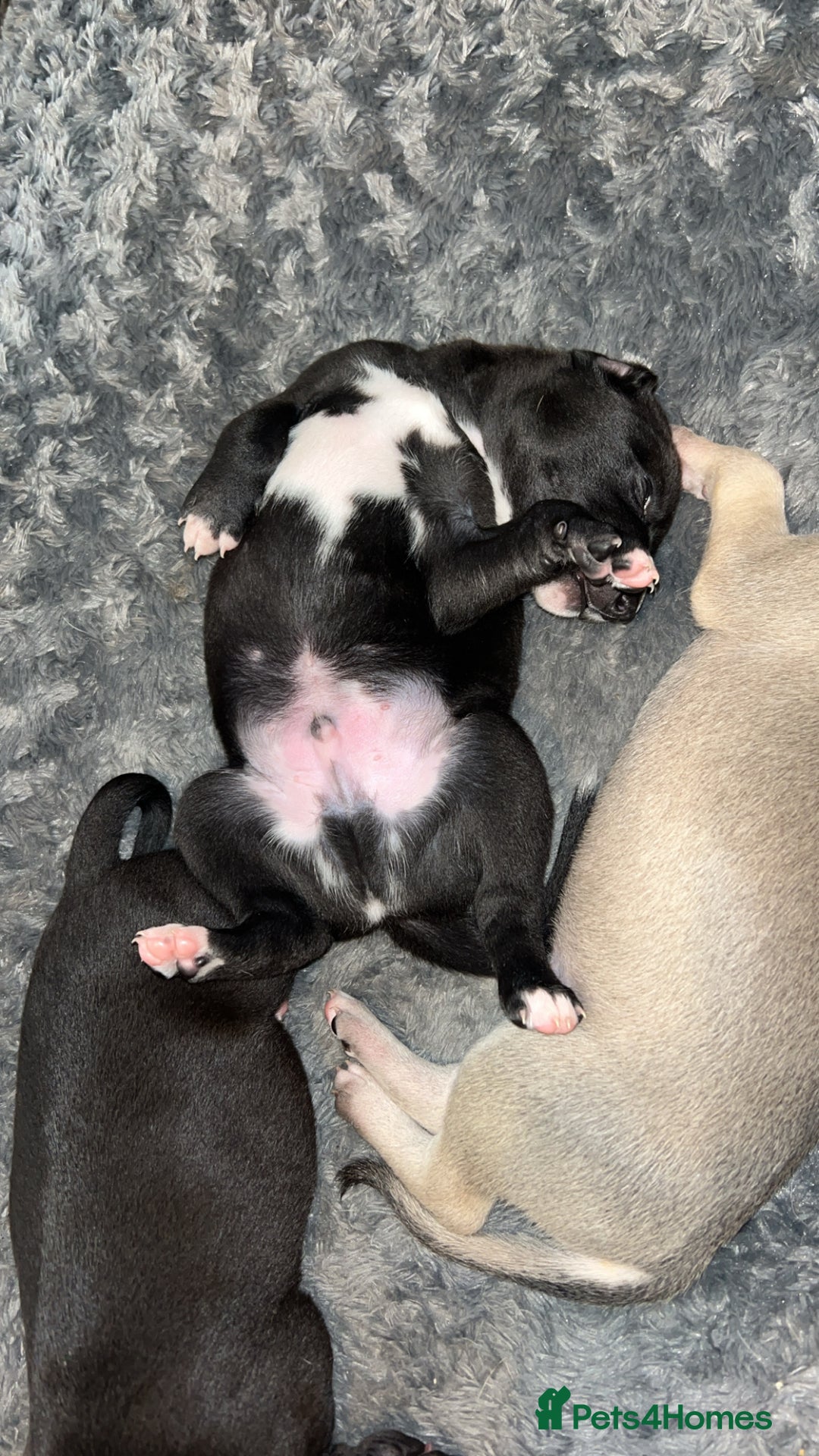 Whippet dogs for sale: 3 Whippets available from 10/09/25 - Image 13