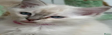 Ragdoll 3