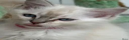 Ragdoll cats for sale: Beautiful Ragdoll Kittens READY NOW - Advert 6