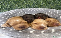 Cocker Spaniel dogs for sale: 🧡🤎 Show Cocker Spaniel Puppies For Sale - Image 1