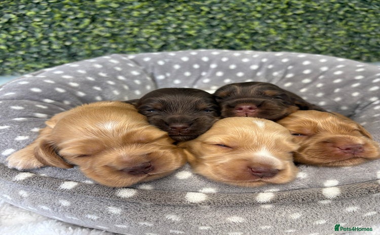 Cocker Spaniel dogs - Advert 4