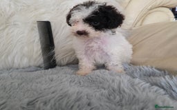 Toy Poodle dogs for sale: READY NOW 2  BROWN & WHITE Rare Toy Parti Poodles - Image 2