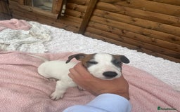 Jack Russell dogs for sale: 6 Beautiful pure Jack Russels - Image 6