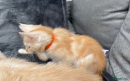 Maine Coon cats for sale: Maine Coon Cross Kittens 3 Girls , 2 Boys - Image 9