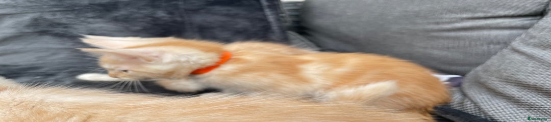 Maine Coon Kitten 4