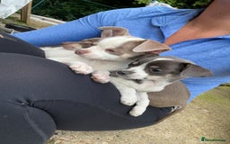 Chihuahua dogs for sale: Gorgeous chihuahua puppies ready to leave  - Image 3
