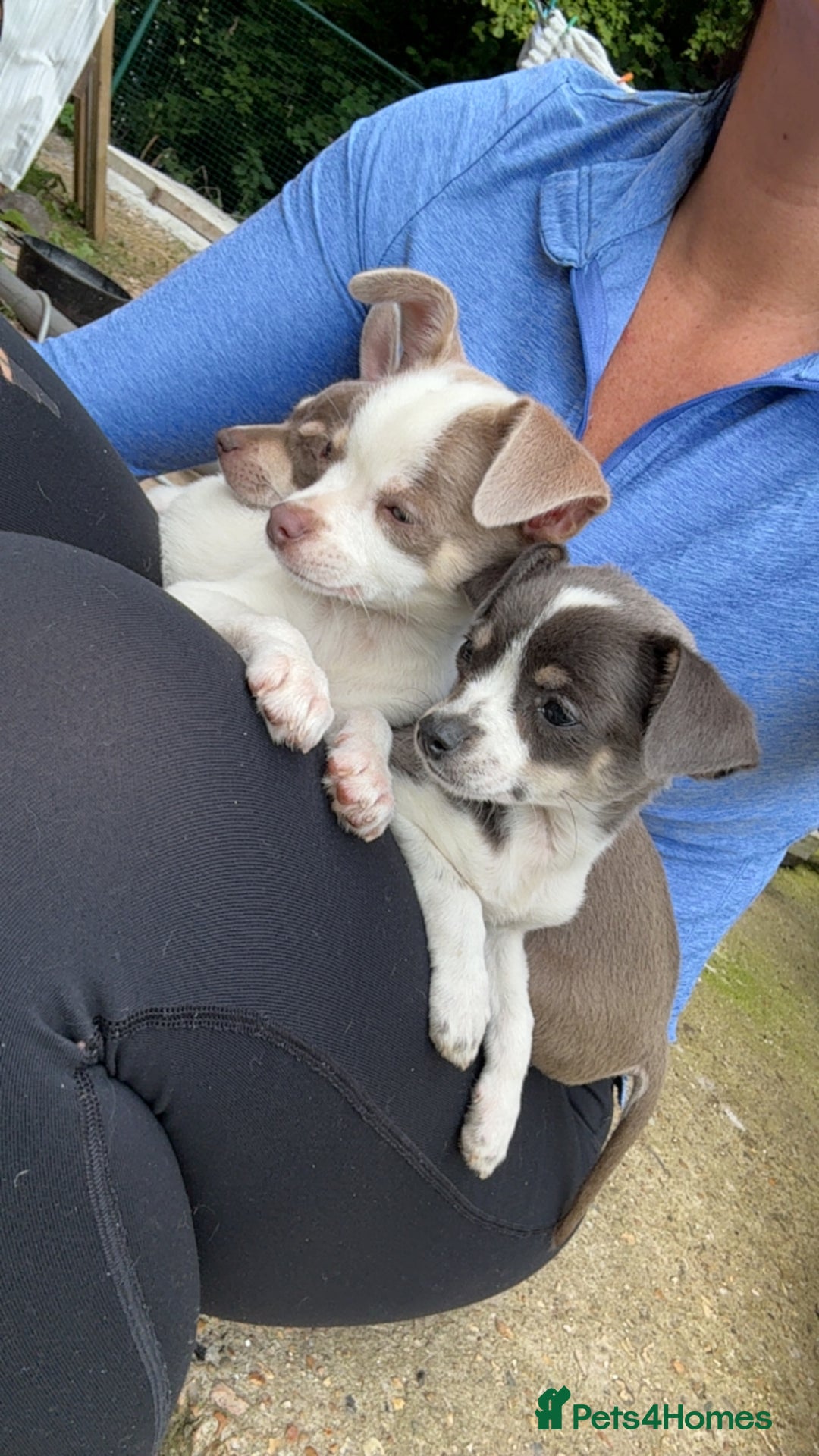 Chihuahua dogs for sale: Gorgeous chihuahua puppies ready to leave  - Image 3