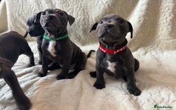 Staffordshire Bull Terrier dogs for sale: One red collar boy left and ready for loving home… - Image 2