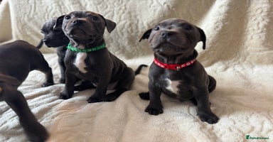 Staffordshire Bull Terrier dogs - Advert 13