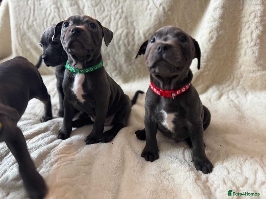 Staffordshire Bull Terrier dogs for sale: One red collar boy left and ready for loving home… - Image 2