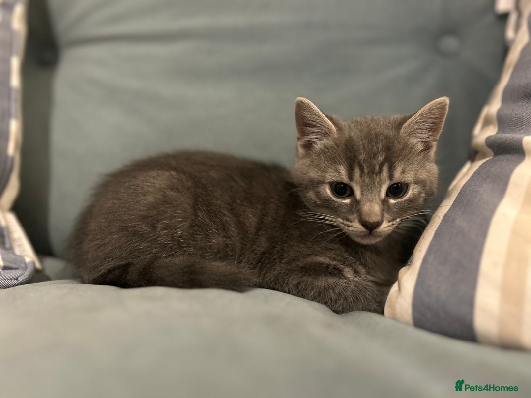 Mixed Breed cats for sale: 3 loveable female kittens - Image 9