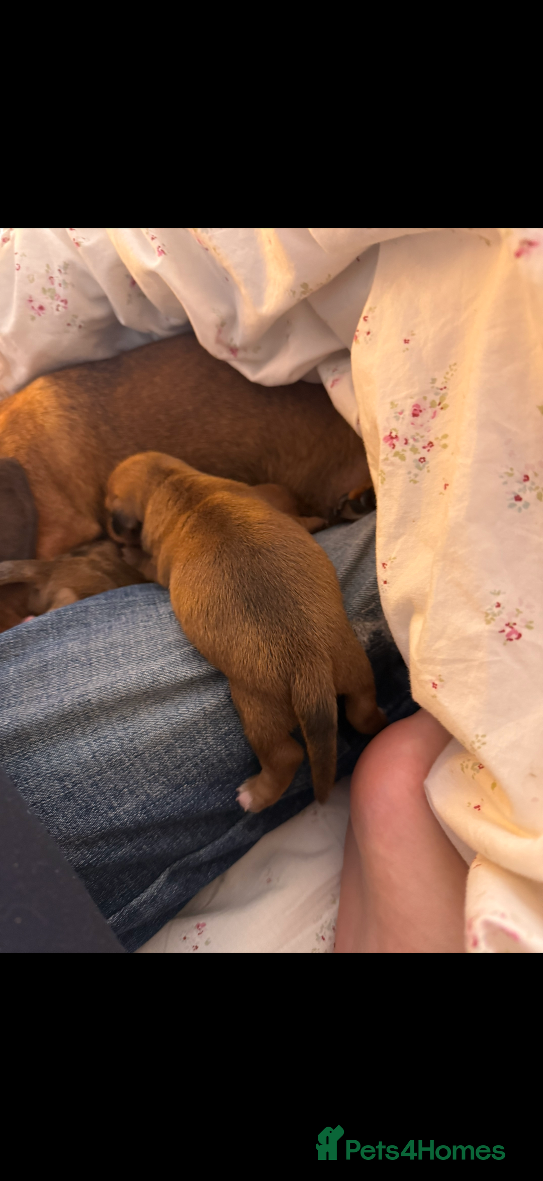 Miniature Dachshund dogs for sale: two gorgeous miniature dachshund puppies - Image 7