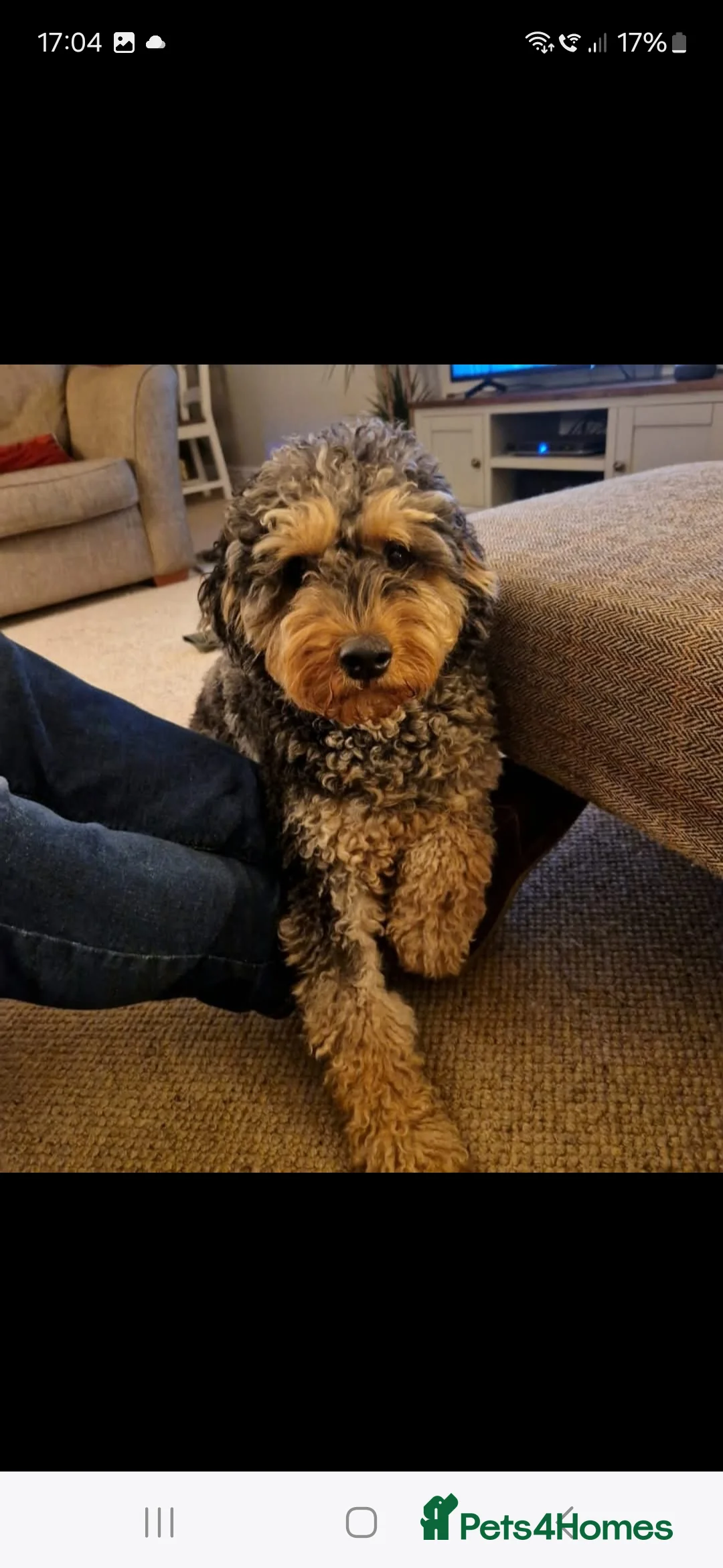 Cavapoo dogs for stud: Extensively DNA tested CAVAPOO Stud  - Advert 14