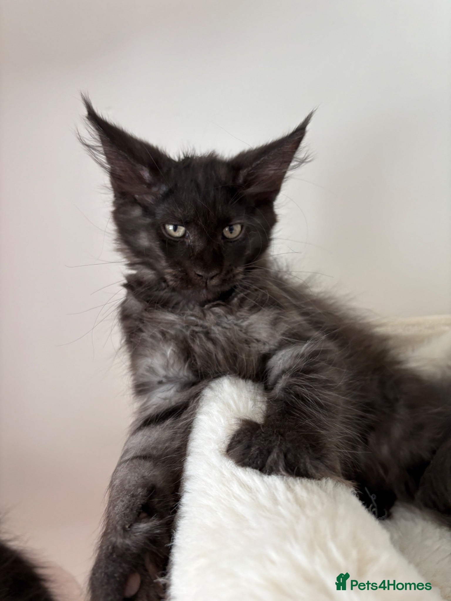 Maine Coon cats Black silver mackerel boy (reserved) - Advert 15