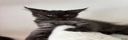 Maine Coon cats for sale: Black silver mackerel boy (reserved) - Advert 1