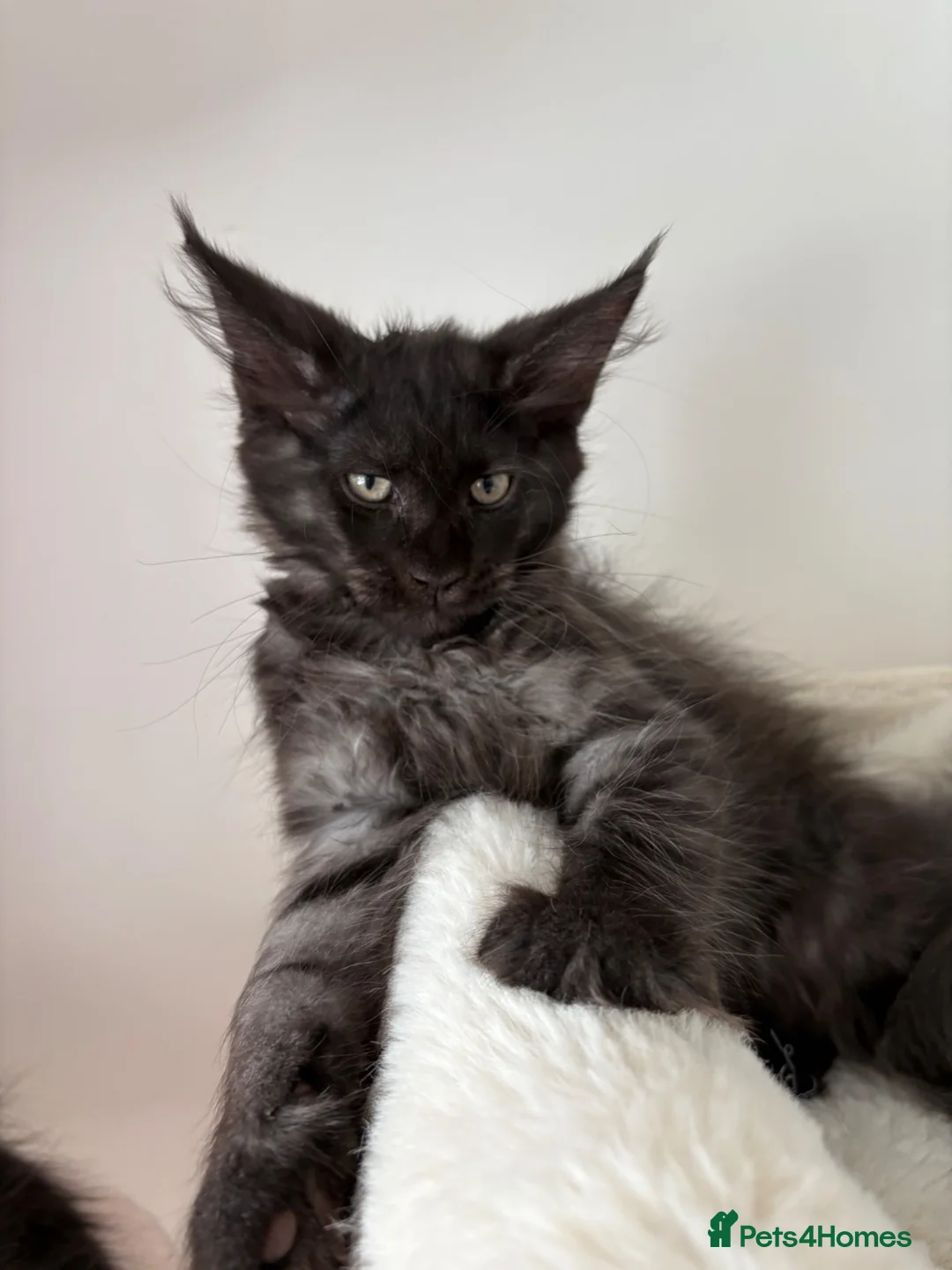Maine Coon cats for sale: Black silver mackerel boy (reserved) - Advert 1