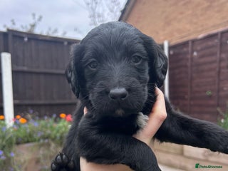 Labradoodle dogs - Advert 5