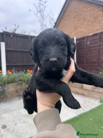 Labradoodle dogs - Advert 2