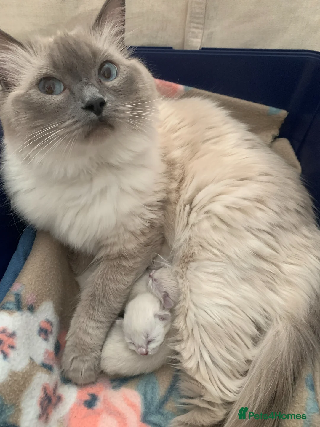 Ragdoll cats for sale: Bluepoint Ragdoll Kittens- Full Pedigree in Sevenoaks - Advert 16