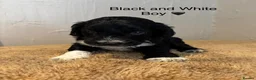 Cockapoo dogs for sale: Beautiful F1 Cockapoo Puppies - Advert 6